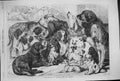 Original Old Antique Print 1867 Prize Dogs Birmingham Show Pets Animals 19th