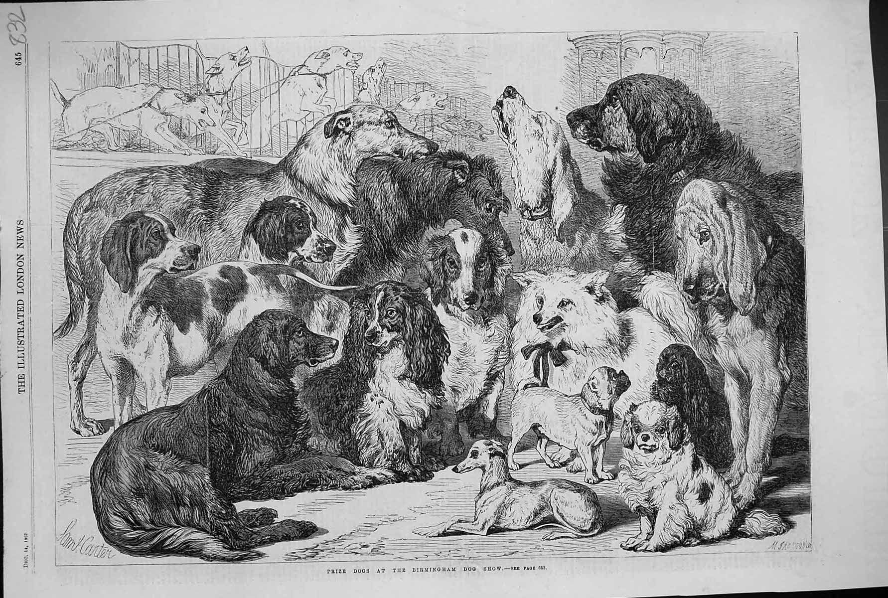 Original Old Antique Print 1867 Prize Dogs Birmingham Show Pets Animals 19th