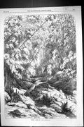 Original Old Antique Print 1869 Forest Scene Cuba South America Trees Stream