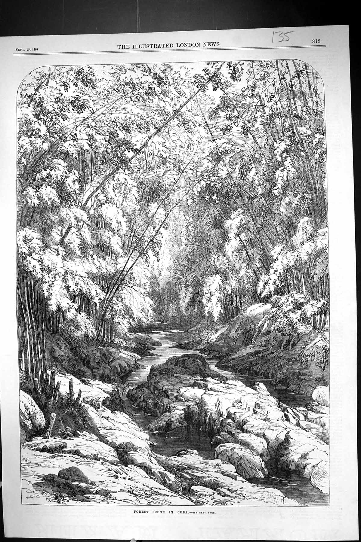 Original Old Antique Print 1869 Forest Scene Cuba South America Trees Stream