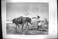 Original Old Antique Print 1882 Egypt Bullocks Ploughing Agriculture Montbard