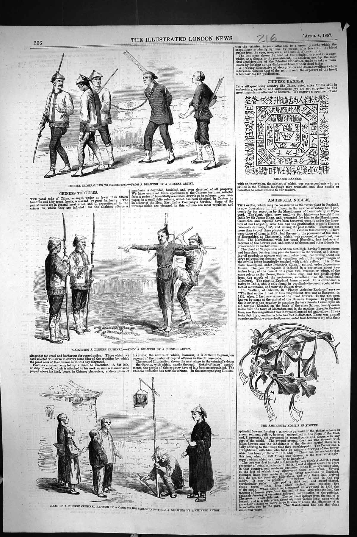 Old 1857 Chinese Criminal Tortures Garoting Banner Amherstia Nobilis Victorian