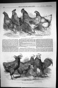 Old 1852 Prize Poultry Great Yarmouth Panchard Gilbert Fairlie Cochin Victorian
