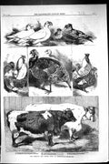 Old 1860 Poultry Cattle Show Birmingham Mcgregor Keable Beaufort Dixo Victorian