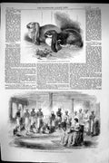 Old 1859 Rabbits Crystal Palace David Sassoon Reformatory Instiution Victorian