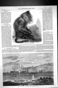 Old 1859 Indian Wanderoo Monkey Silenus Veter Great Eastern Ship Port Victorian