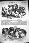 Old 1853 Kent Poultry Exhibition Baker Rawson Clinton Mitchell Clinto Victorian