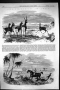Antique Print 1858 Antelope Hunting India Sport Huntsmen Horses Hounds Dogs