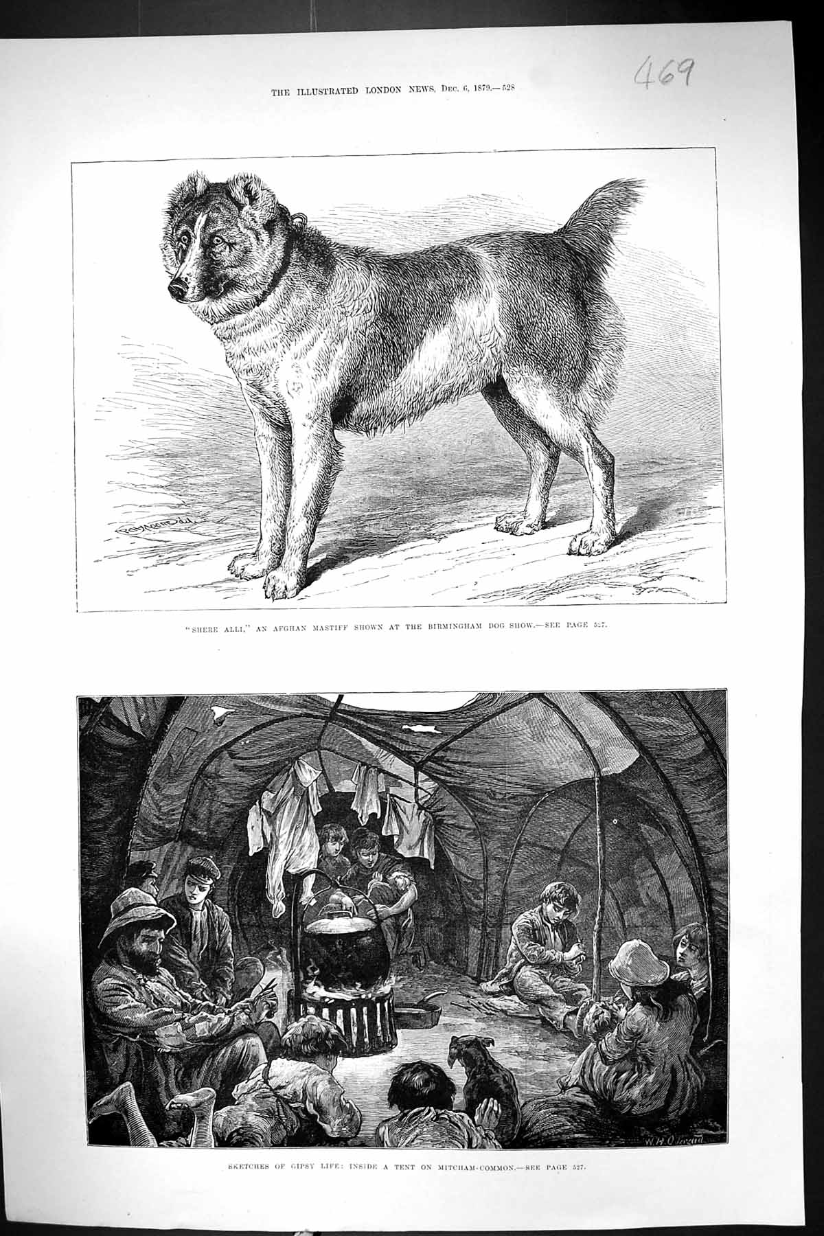 Old 1879 Shere Alli Afghan Mastiff Birmingham Dog Show Gipsy Tent Mit Victorian