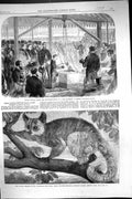 Antique Print 1864 Prince LeopFoundation Infirmary Bishop Waltham Galago Li