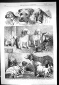 Old Print 1861 Prize Dogs Exhibition Sporting Animals Birmingham England 19th