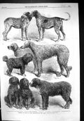 Old 1863 International Dog Show Paris Japanese Karlish Harrier Riley Victorian