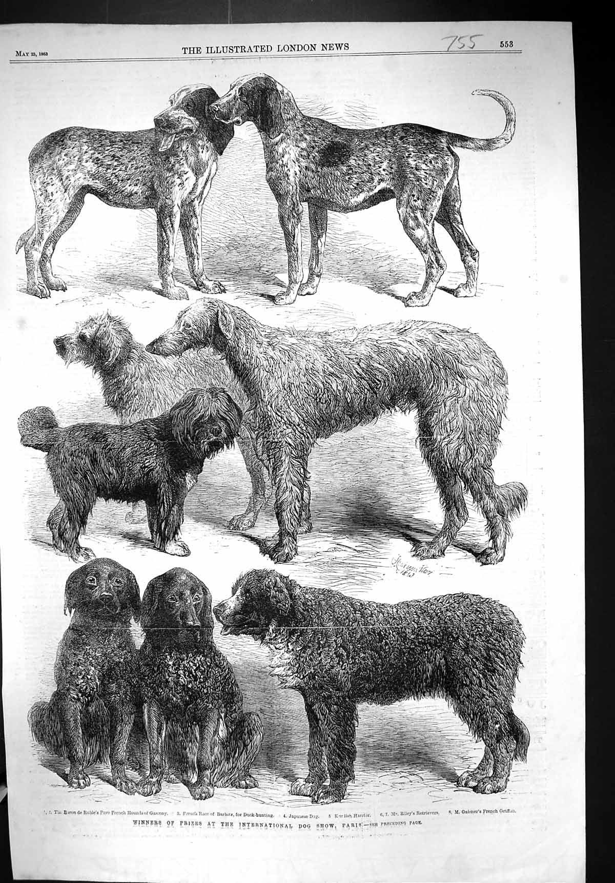 Old 1863 International Dog Show Paris Japanese Karlish Harrier Riley Victorian