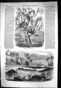 Antique Old Print 1856 Inundation India Tree Refuge Travellers Boat Floods 19th