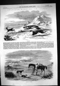 Old 1858 Antelope Hunting India Sport Man Hounds Dogs Horse Mountains Victorian