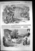 Antique Print 1849 Tuscany Grape Gathering France Cart Bullock Wine Making 19th