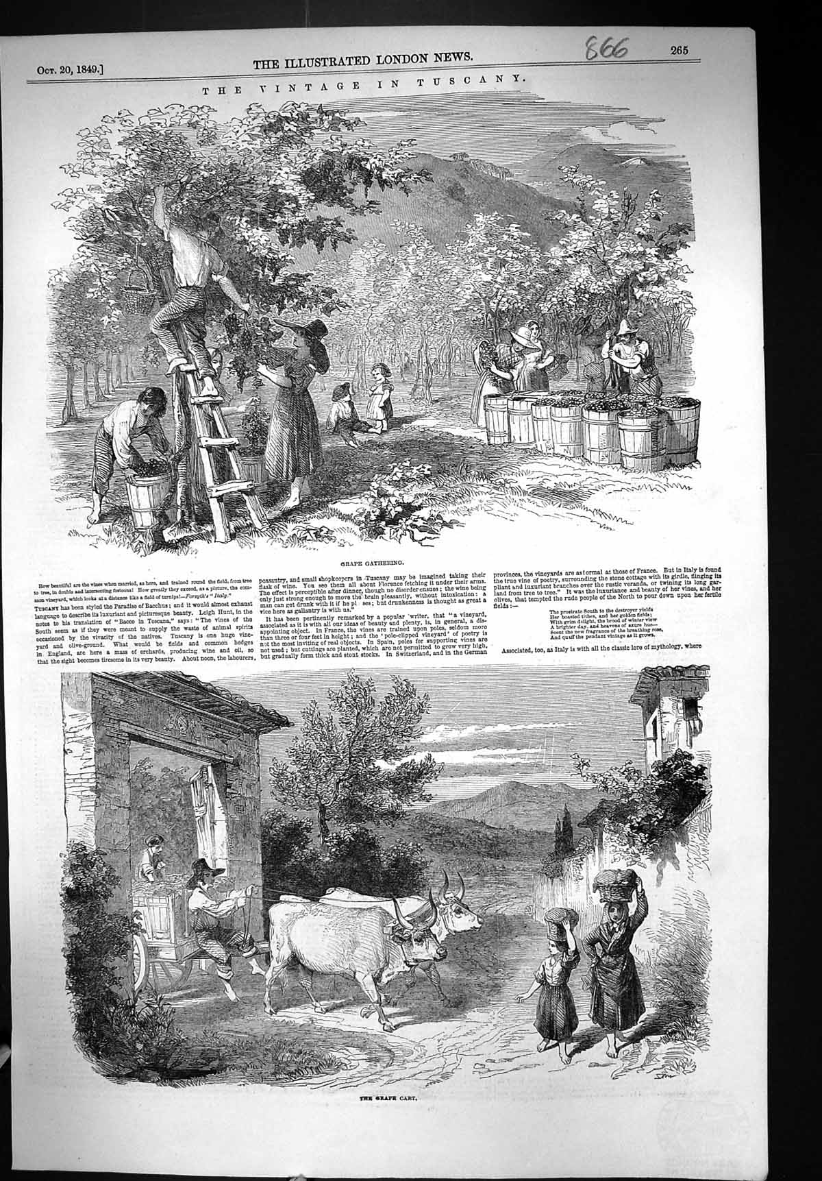 Antique Print 1849 Tuscany Grape Gathering France Cart Bullock Wine Making 19th