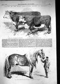 Old 1857 Agricultural Show Salisbury Lord Berwick Williams Horse Hild Victorian