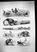 Old 1877 Animals Men Feats Strength Lillie Bridge Elephants Camels Do Victorian
