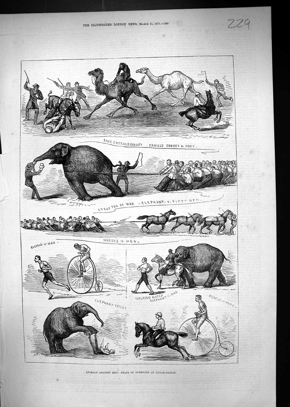 Old 1877 Animals Men Feats Strength Lillie Bridge Elephants Camels Do Victorian