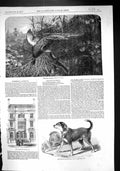 Old 1857 Pheasant Shooting Fire-Escape-Man'S Dog Bill Warminster Athe Victorian