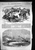Old 1859 Breton Cattle English Newfoundland Mail Ship Ice Halifax Har Victorian