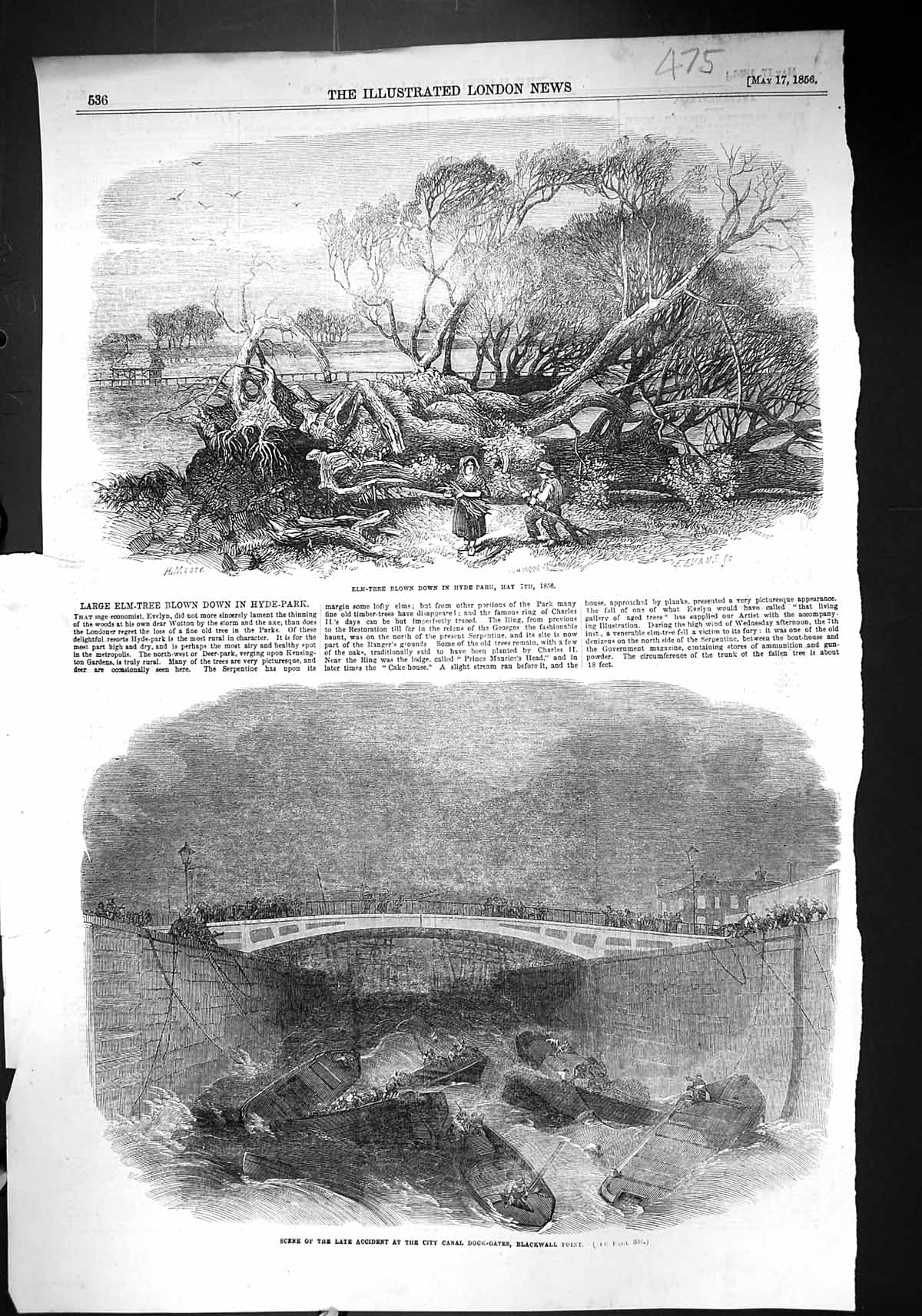 Old 1856 Elm Tree Hyde Park Accident City Canal Dock Gates Blackwall Victorian