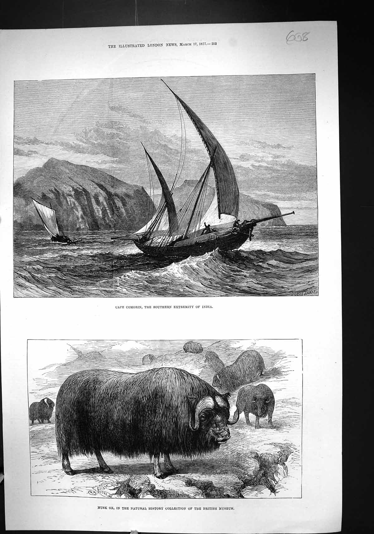 Antique Print 1877 Cape Comorin India Sailing Yacht Musk Ox British Museum 19th