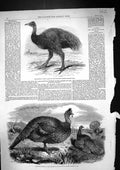 Old 1858 Mooruk Gardens Zoological Gardens Regent Park Honduras Turke Victorian