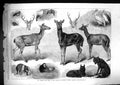 Antique Old Print 1867 Animals Birds Zoological Society Gardens Regent'S Park