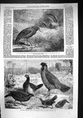 Old 1863 Australian Bird Kagu Rhinochetus Jubatus Indian Pheasants Re Victorian