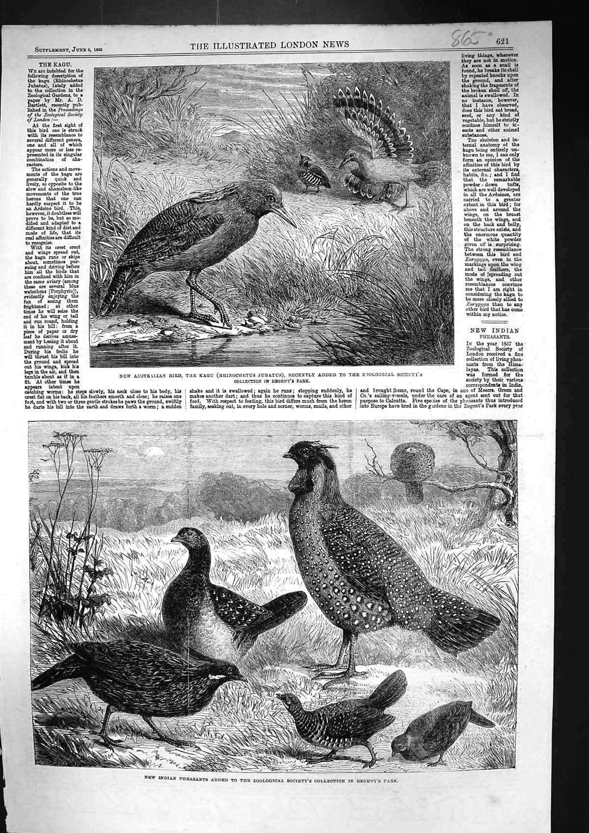 Old 1863 Australian Bird Kagu Rhinochetus Jubatus Indian Pheasants Re Victorian