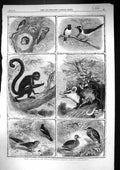 Old 1864 Whistling Duck American Cuckoo Brazilian Monkey Woodpecker O Victorian