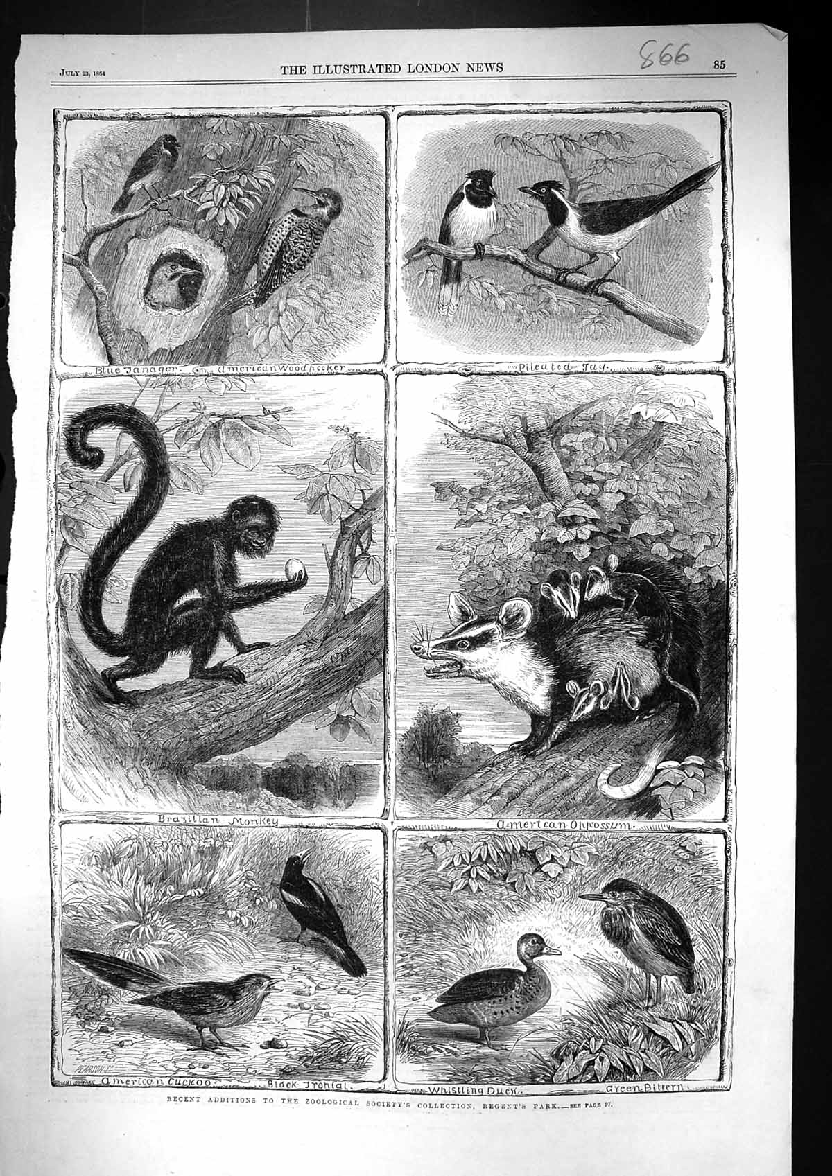 Old 1864 Whistling Duck American Cuckoo Brazilian Monkey Woodpecker O Victorian