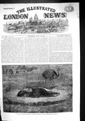 Old 1863 Nest American Ostriches Birds Zoological Society Gardens Reg Victorian