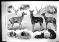 Old 1867 Animals Birds Zoological Society Gardens Regent'S Park Londo Victorian