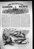 Old 1861 Pallas Sand Grouse Syrrhaptes Paradoxus Zoological Society R Victorian