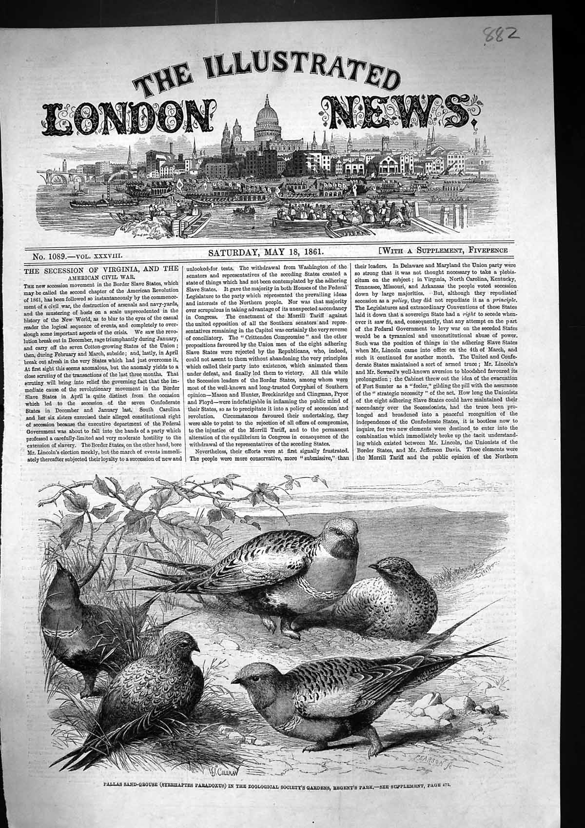 Old 1861 Pallas Sand Grouse Syrrhaptes Paradoxus Zoological Society R Victorian