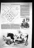 Old 1857 Plan Farm Buildings Shirburn Oxon Prize Shorthorn Smithfield Victorian