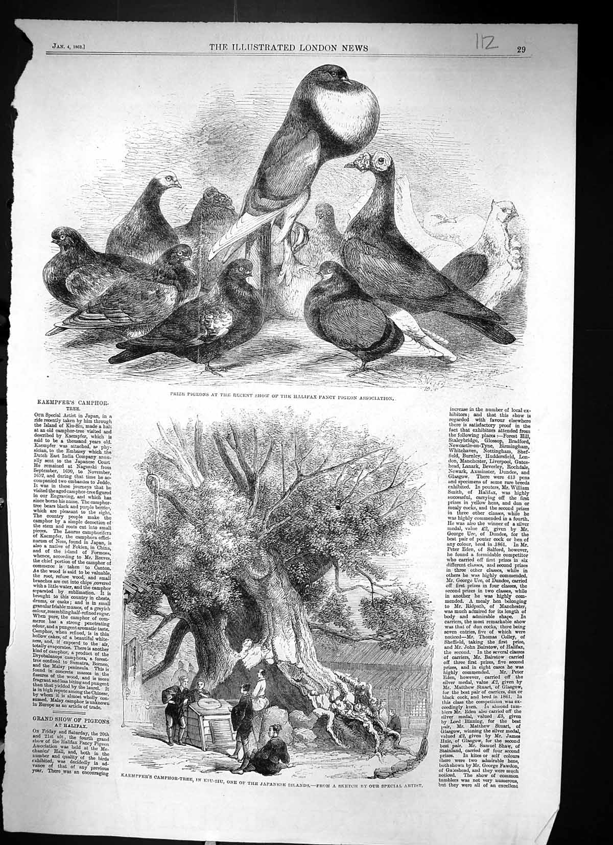 Old 1862 Prize Pigeons Show Halifax Kaempfer Camphor Tree Kiu-Siu Jap Victorian
