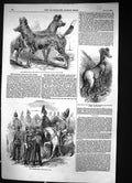 Old 1854 Cape Hunting Dogs Wild Sheep Punjaub Cavalry Troops Mounted Victorian