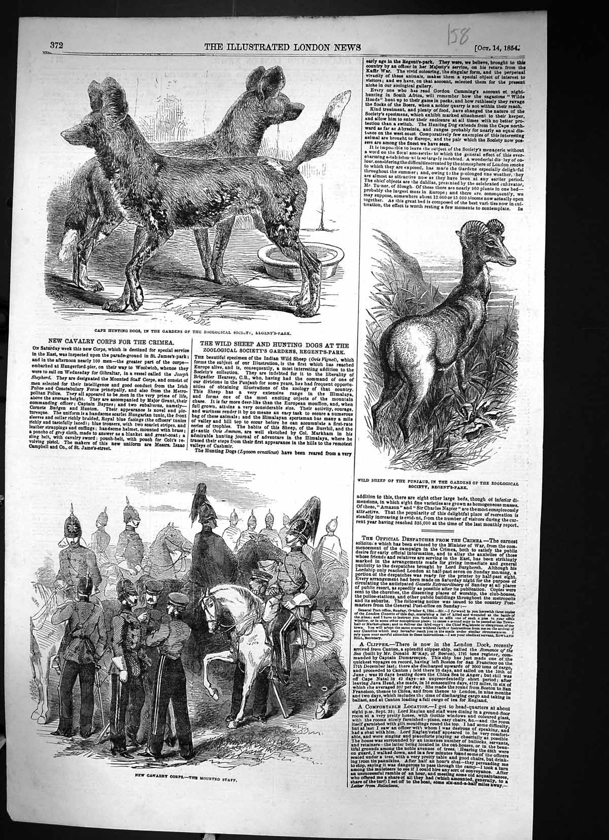 Old 1854 Cape Hunting Dogs Wild Sheep Punjaub Cavalry Troops Mounted Victorian