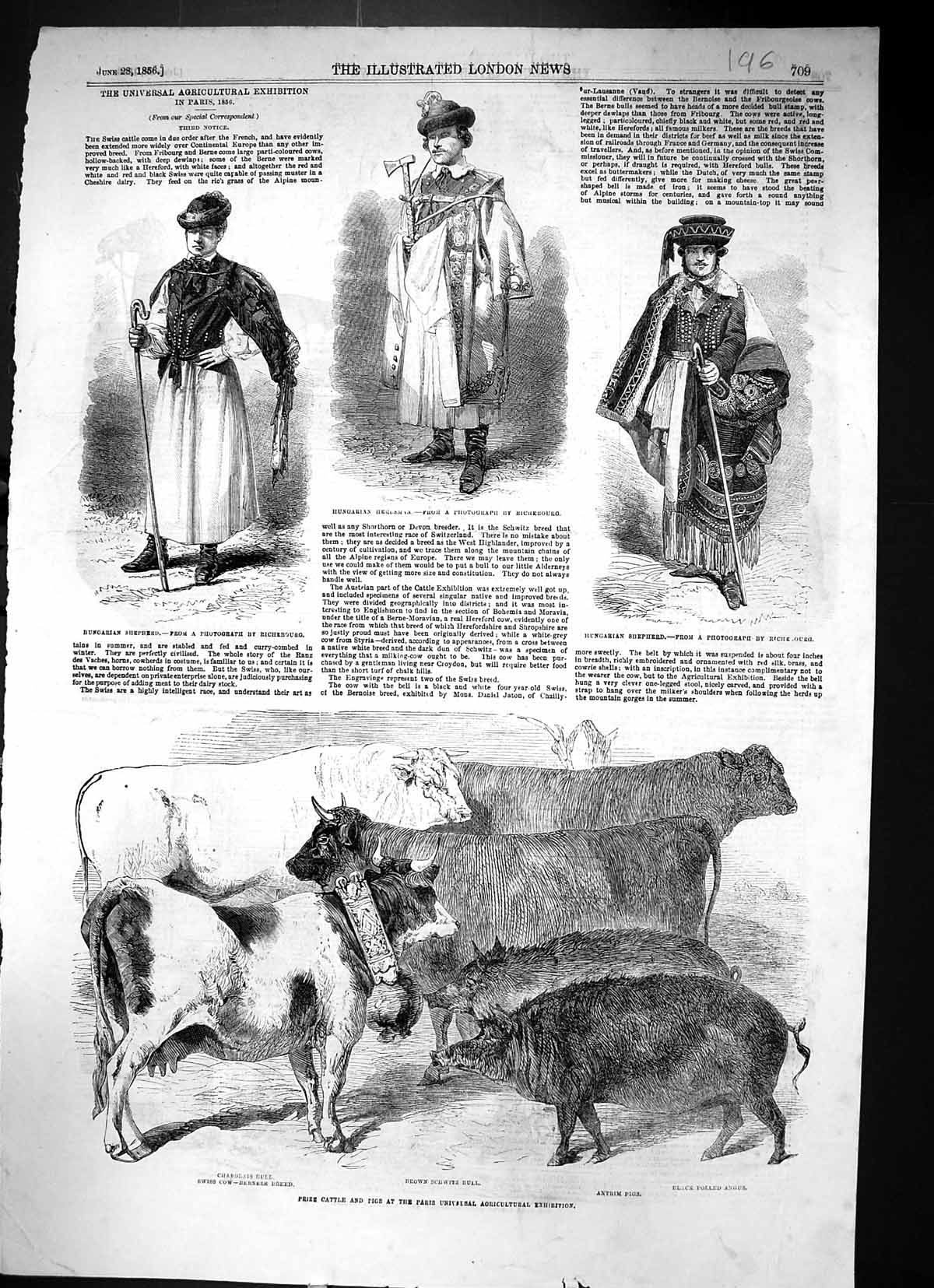 Old 1856 Prize Cattle Paris Amtrim Pigs Schwitz Bull Hungarian Shephe Victorian