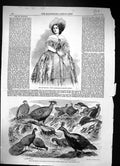 Old 1858 Amy Sedgwick Indian Pheasants Chur Polyplectron Purple Impey Victorian