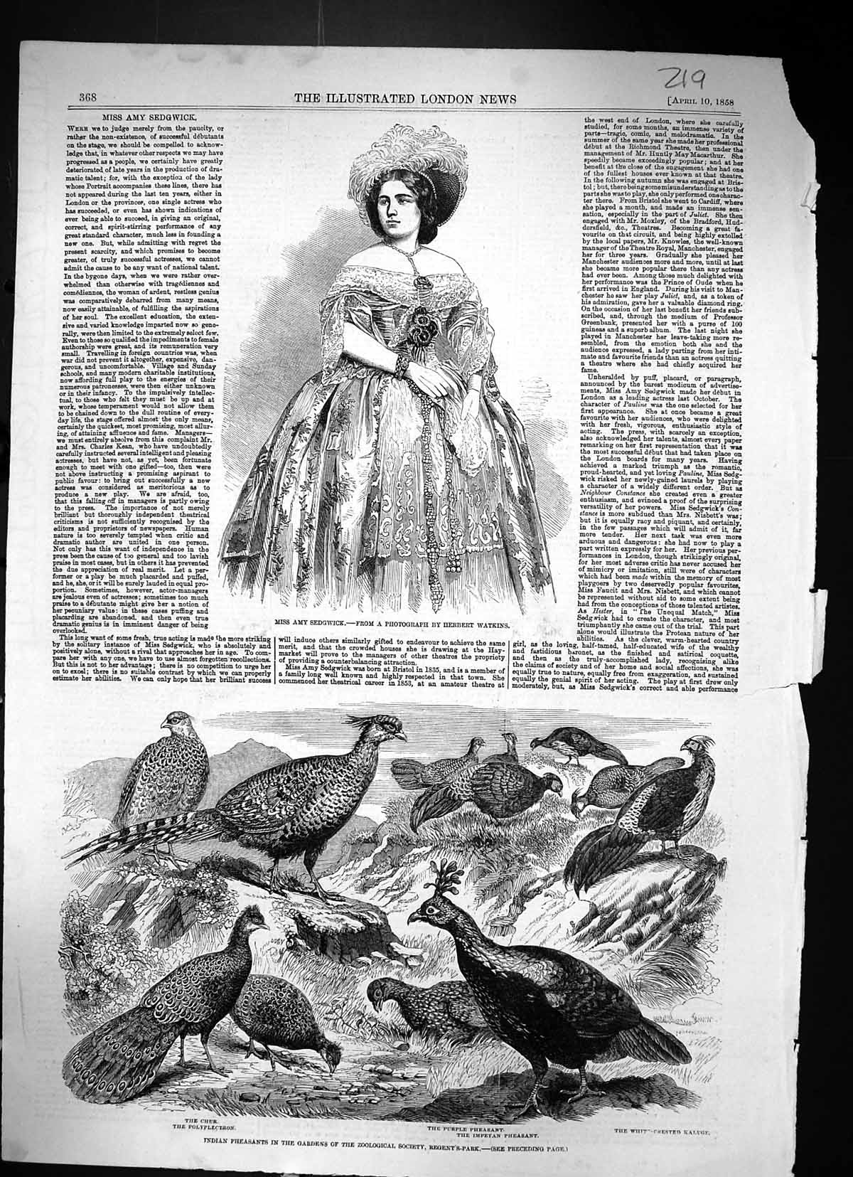 Old 1858 Amy Sedgwick Indian Pheasants Chur Polyplectron Purple Impey Victorian