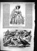 Old 1858 Amy Sedgwick Indian Pheasants Chur Polyplectron Impeyan Purp Victorian