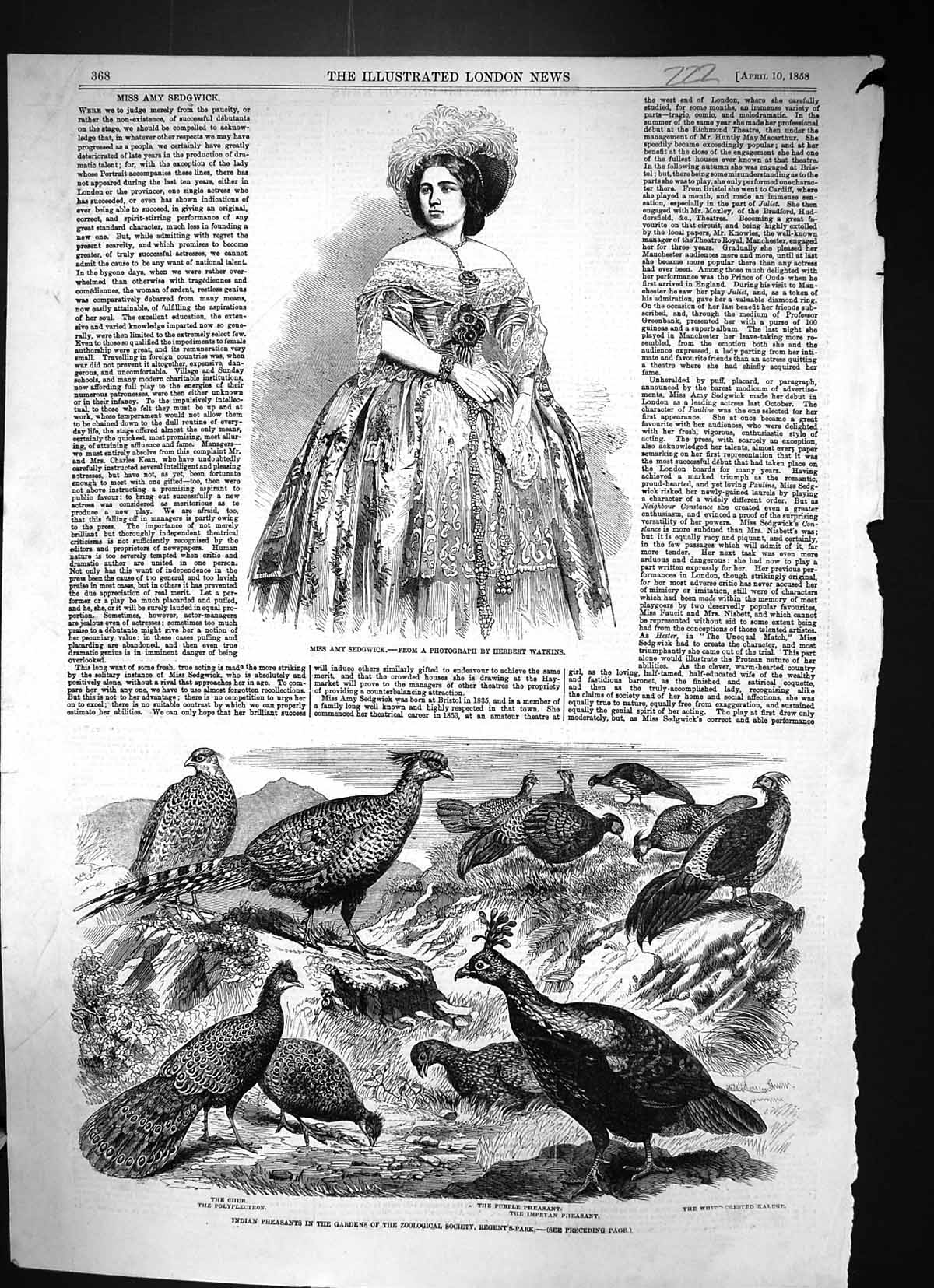 Old 1858 Amy Sedgwick Indian Pheasants Chur Polyplectron Impeyan Purp Victorian