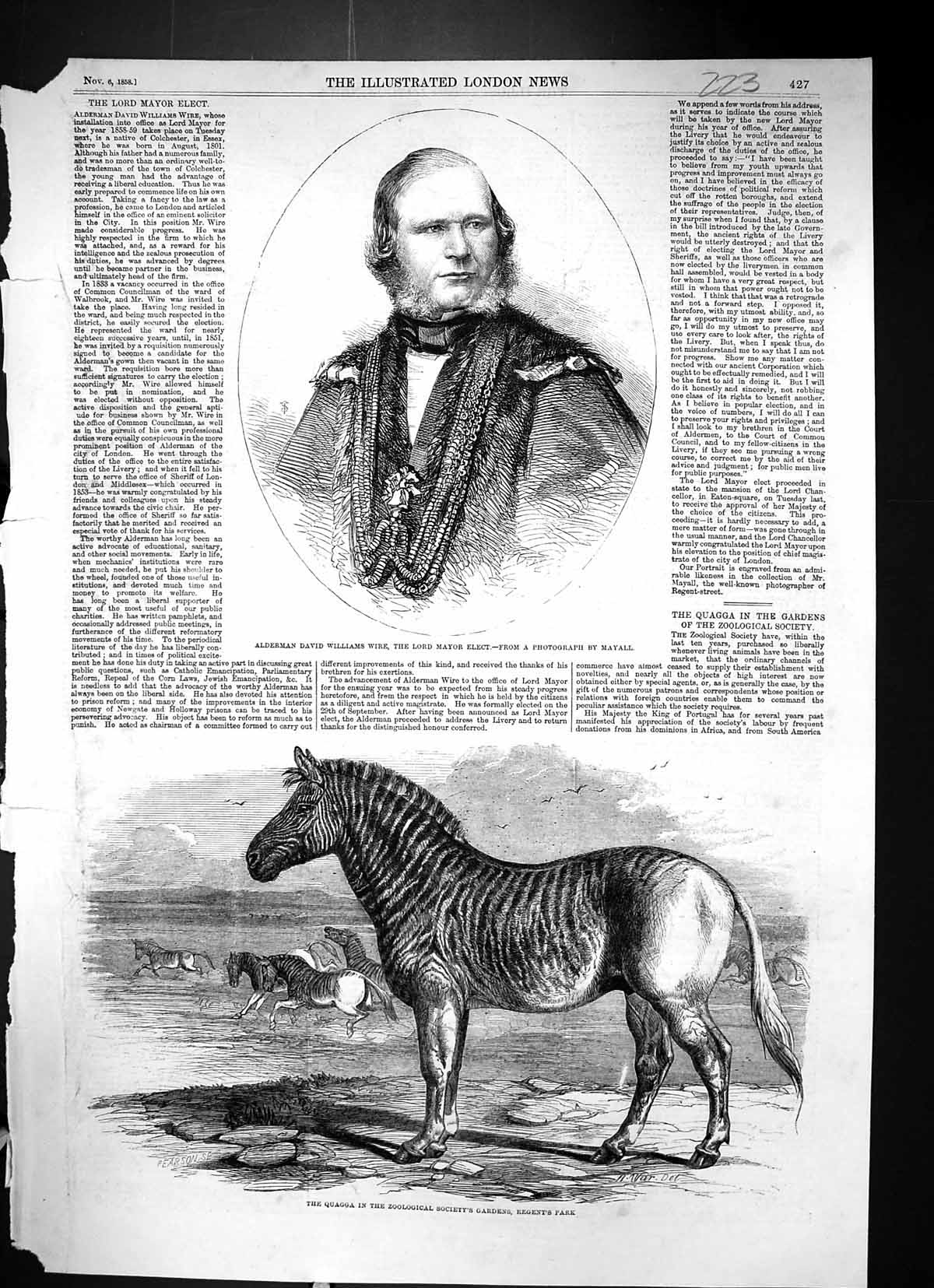 Old 1858 Alderman David Williams Wire Lord Mayor Quagga Regent'S Park Victorian
