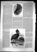 Old Print 1860 Mrs Jameson Balaeniceps Rex Stork White Nile Regent'S Park 19th