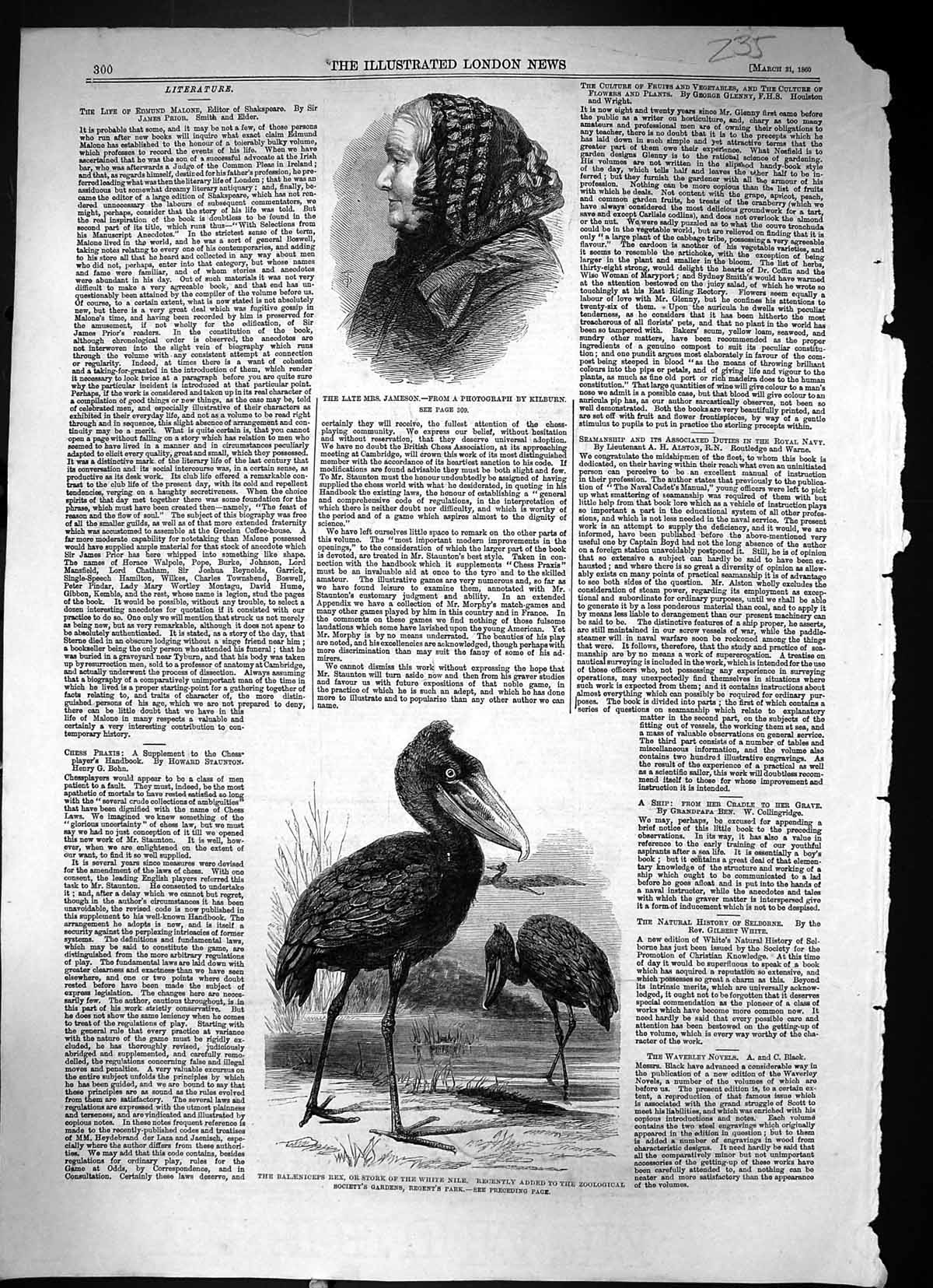 Old Print 1860 Mrs Jameson Balaeniceps Rex Stork White Nile Regent'S Park 19th